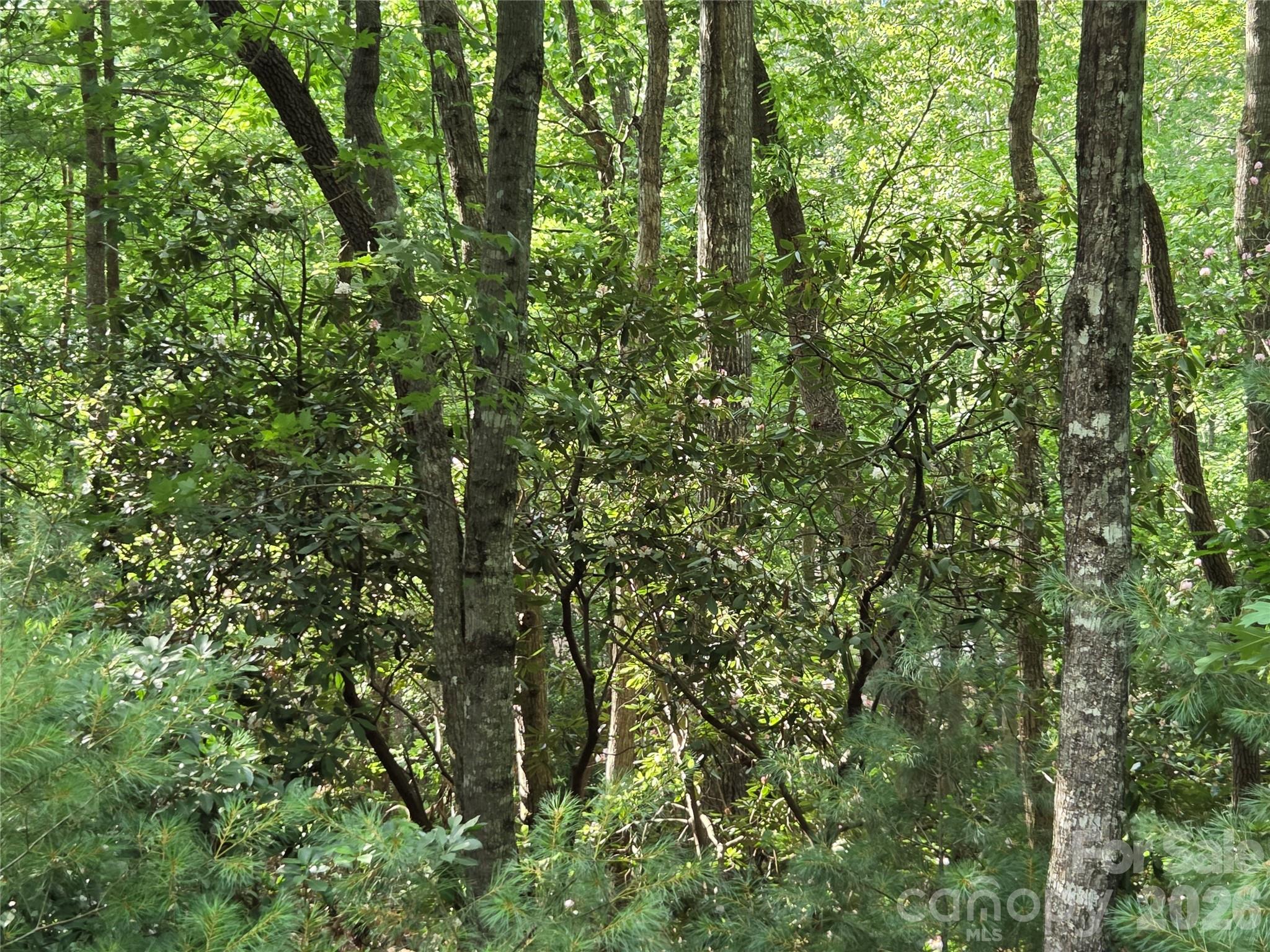27 Dividing Ridge Trail 14