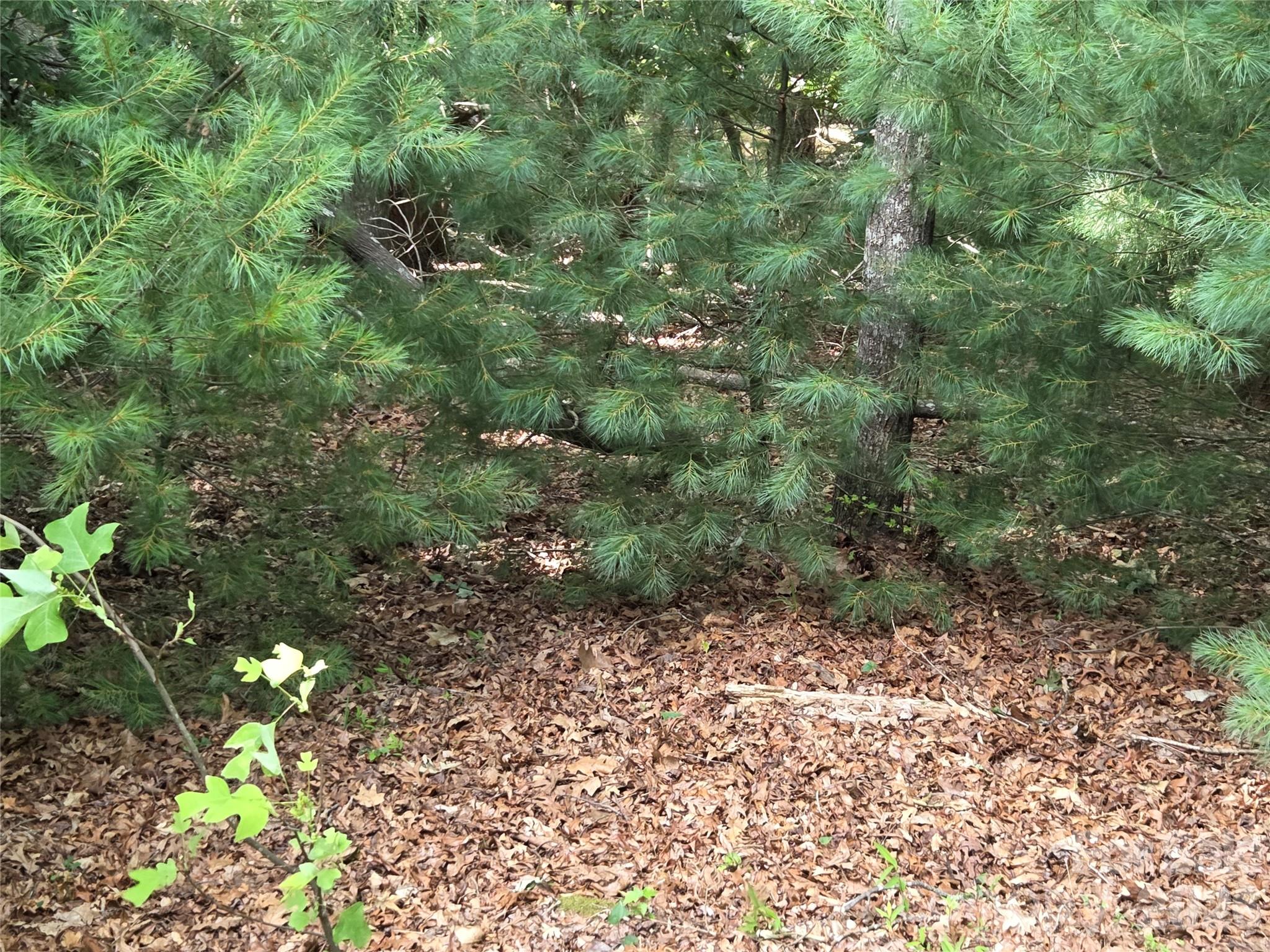 27 Dividing Ridge Trail 14