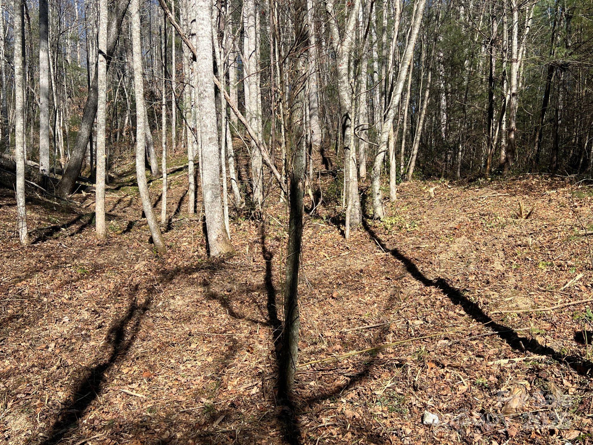 181 Falling Leaves Lane 49