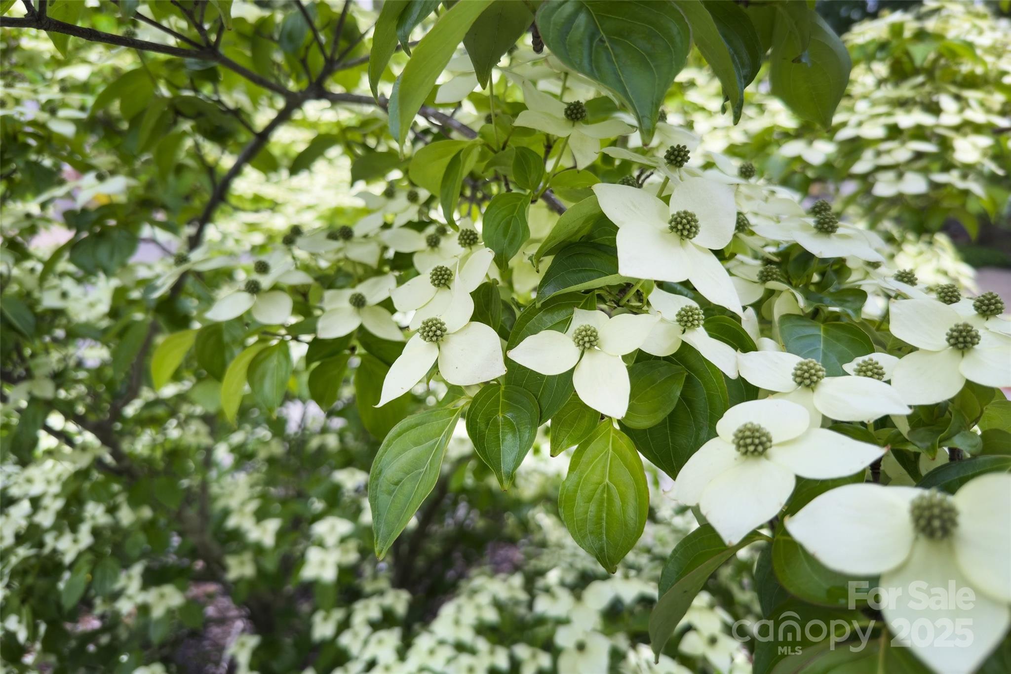 Laurel Court - Residential