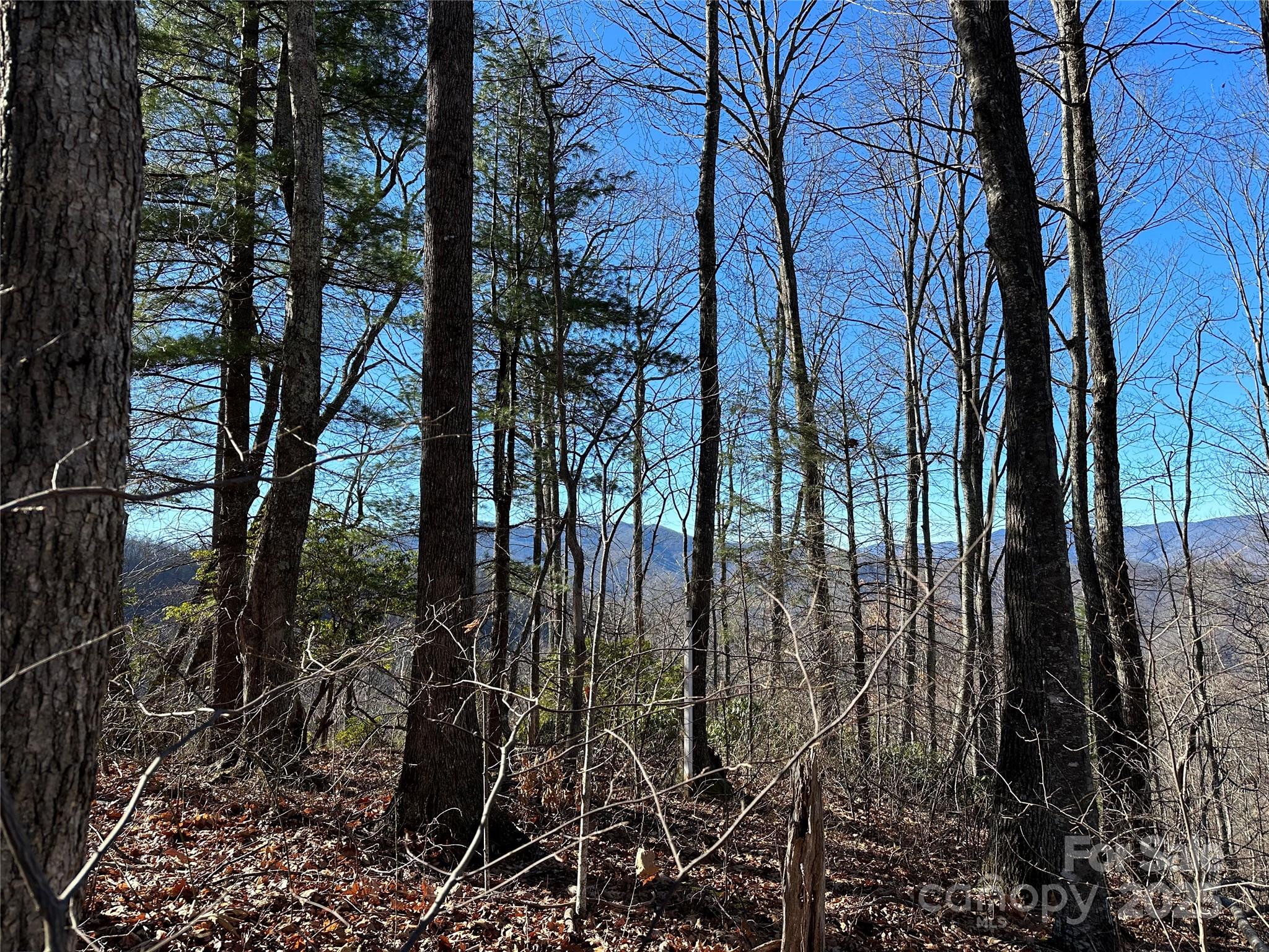 Highland Forest - Land