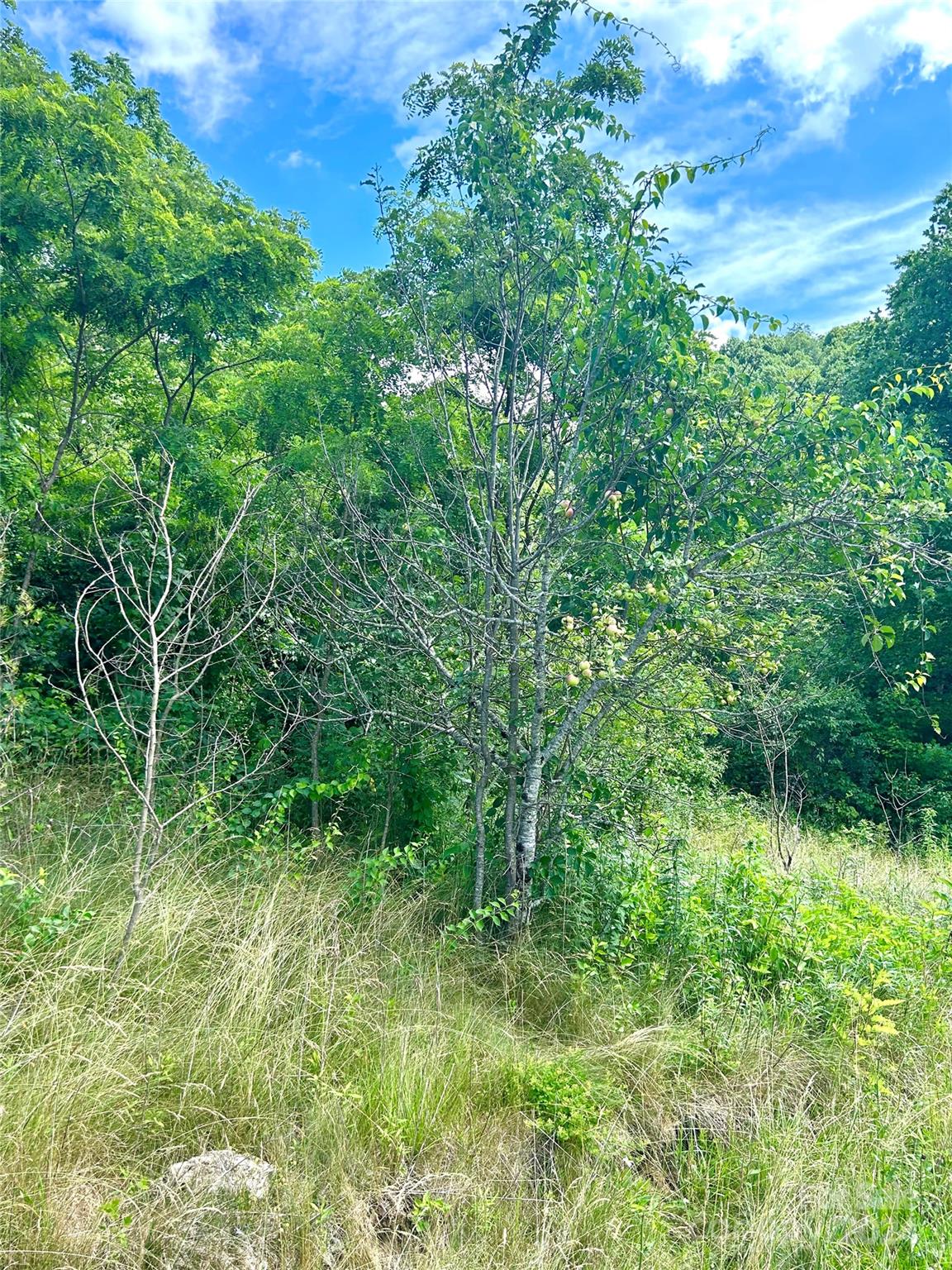 Split Pine Estates - Land