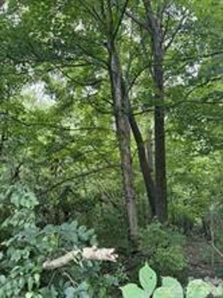 Great opportunity in Mill Springs!! This private and secluded 1.10 acre lot offers potential. Whether you are looking to place a mobile home, use property for recreational fun, or just a quiet place to go reflect, this is the perfect place. Enjoy the peaceful surroundings and wooded setting all the while being located near local schools, and a short drive to local amenities. Don't miss your chance to own a versatile piece of property in a growing area.