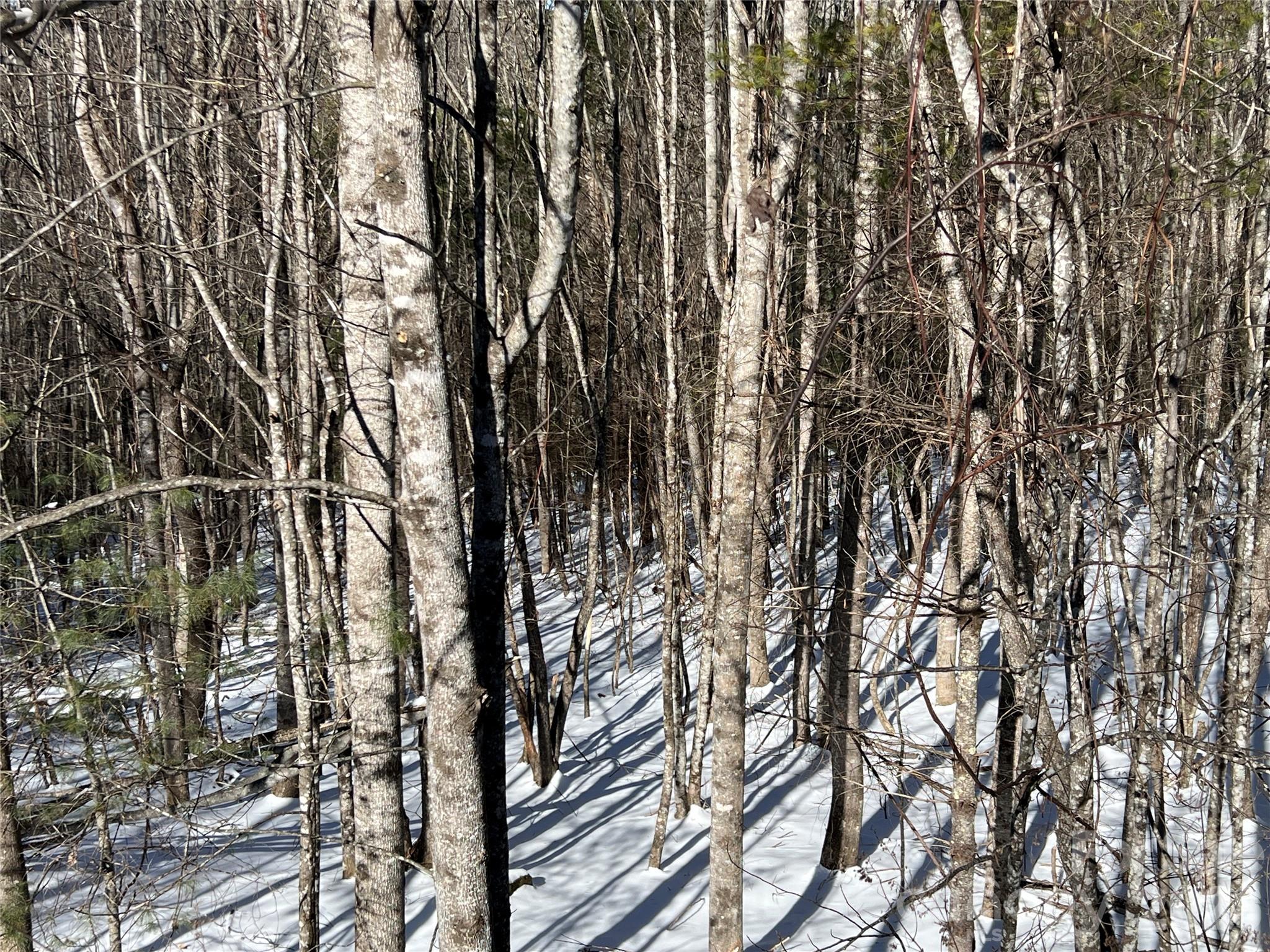 TBD (Lots 13 & 14) Timberwilde Drive