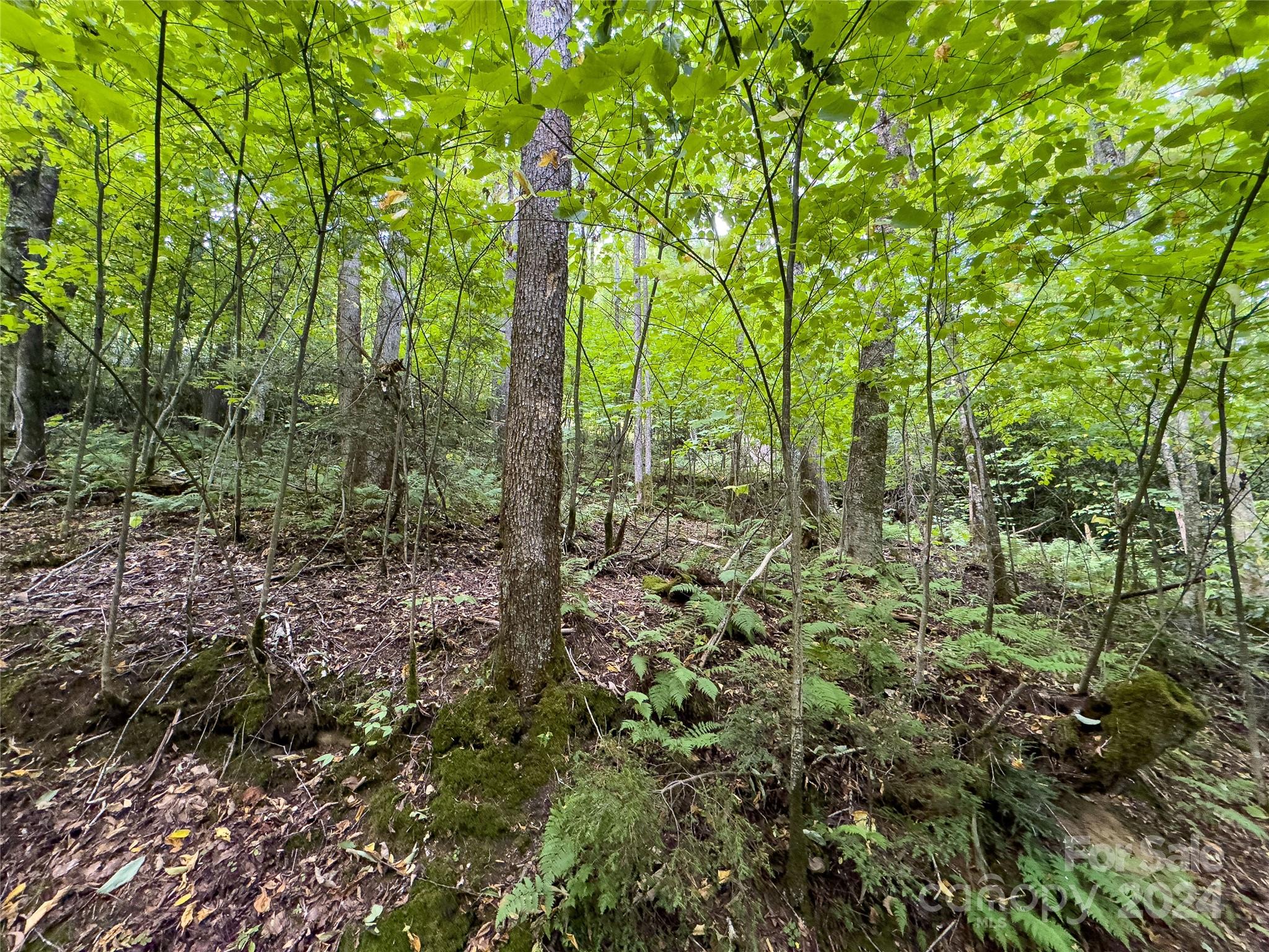 Black Rock Creek - Land