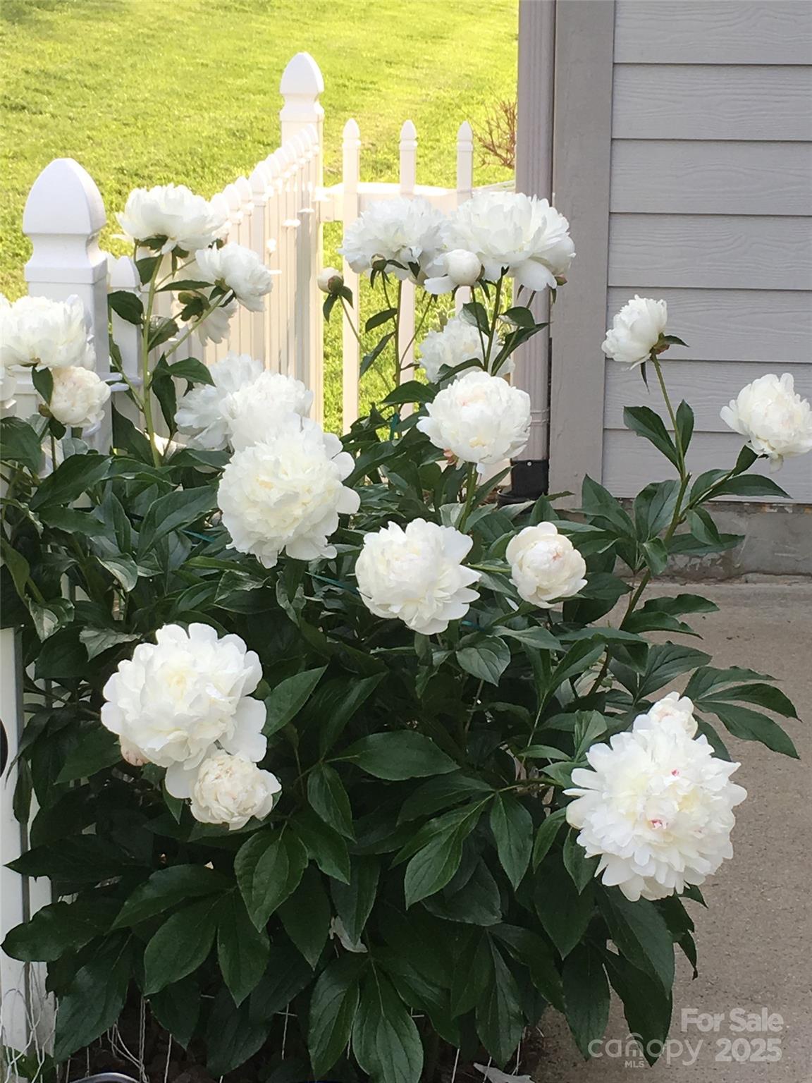 Royal Pines Village - Residential