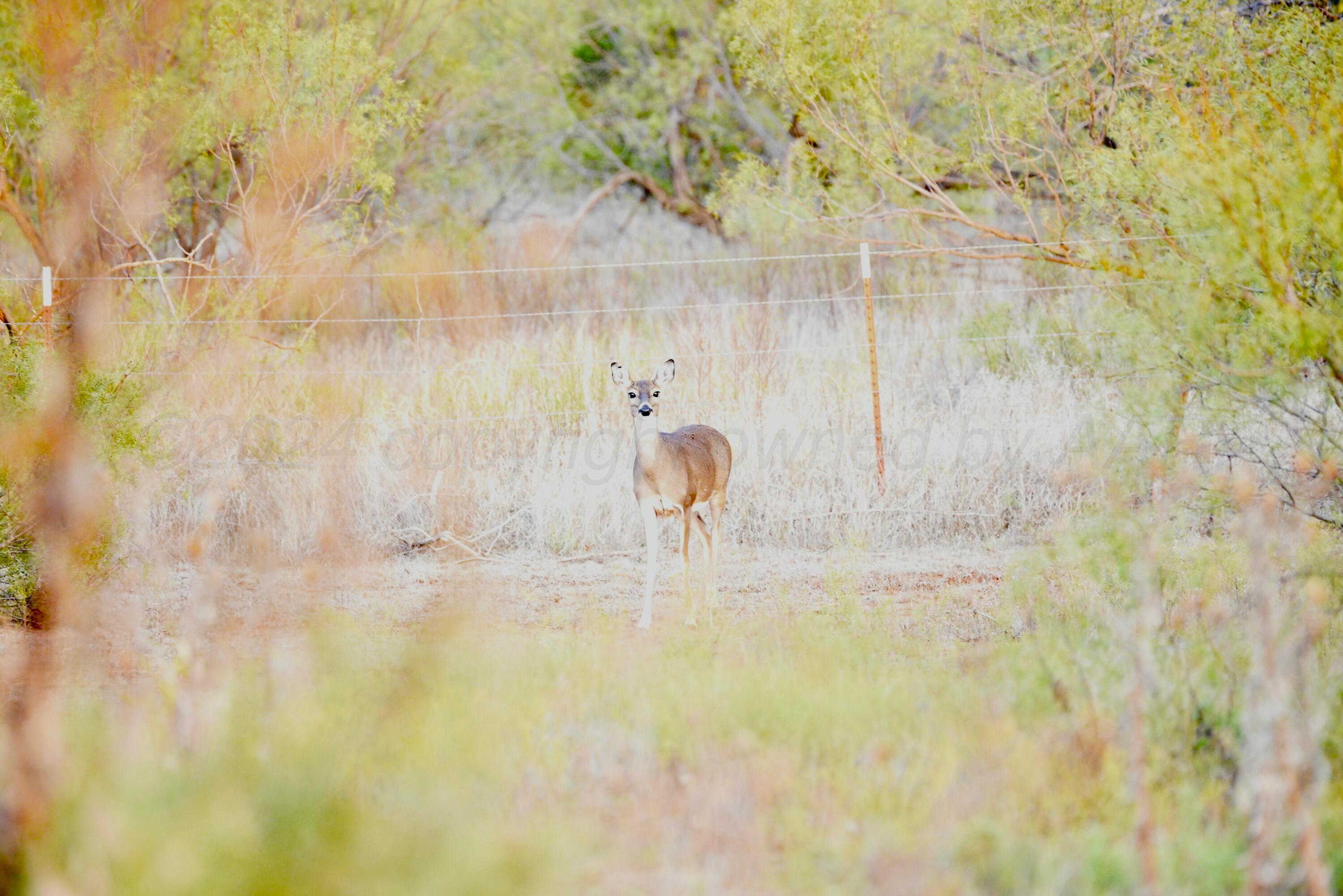 Cr H, Estelline, Texas image 26