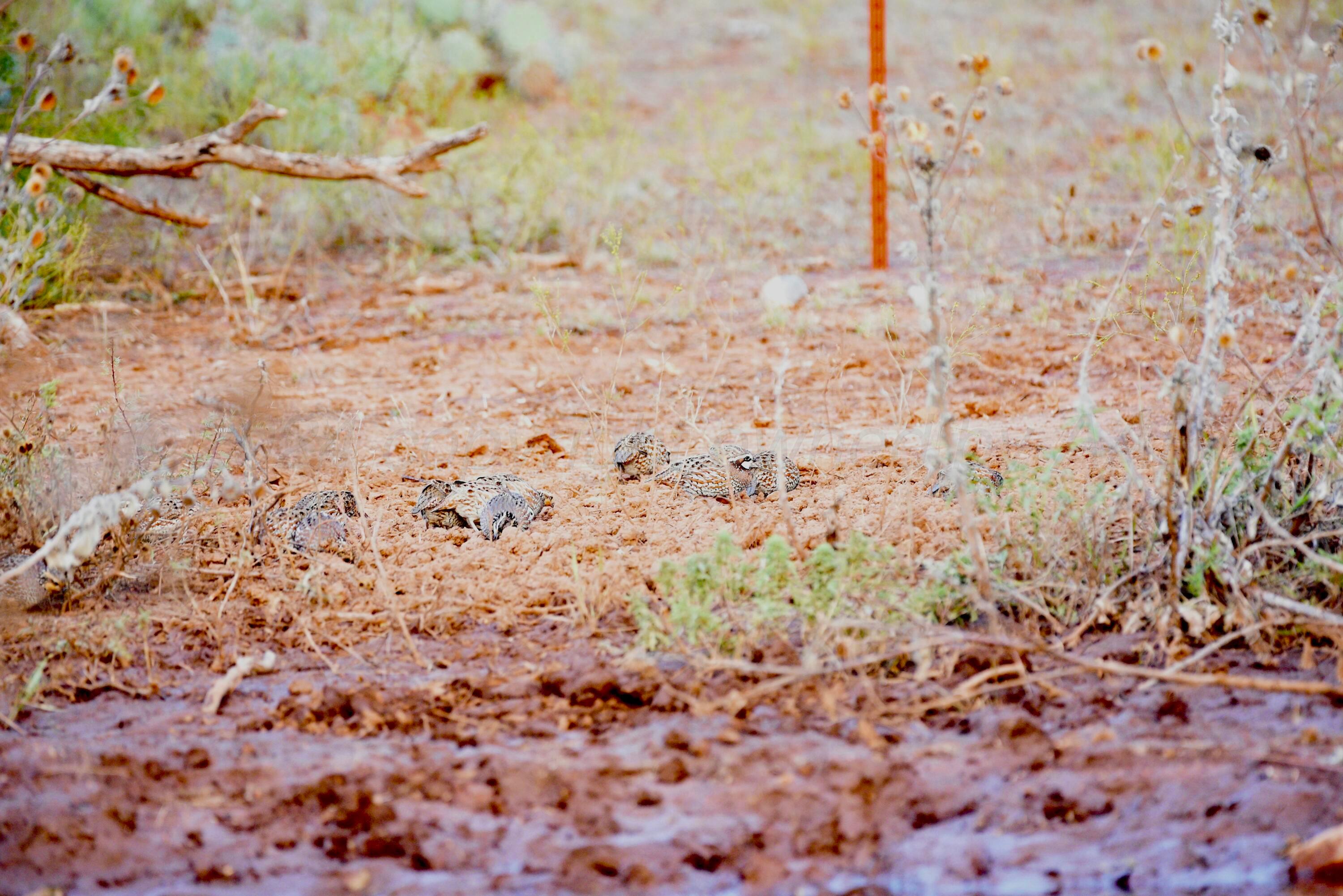 Cr H, Estelline, Texas image 31