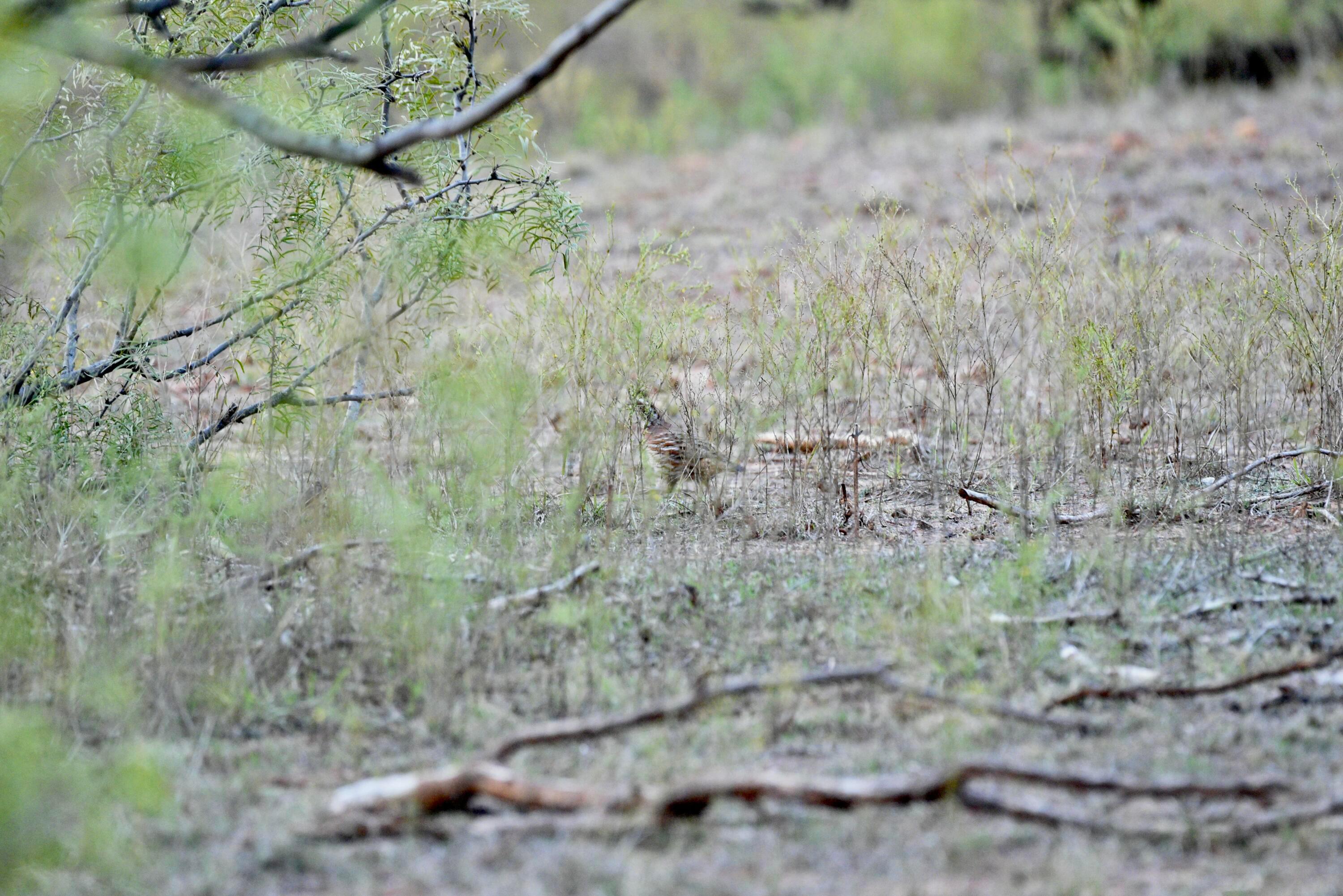 Cr H, Estelline, Texas image 36