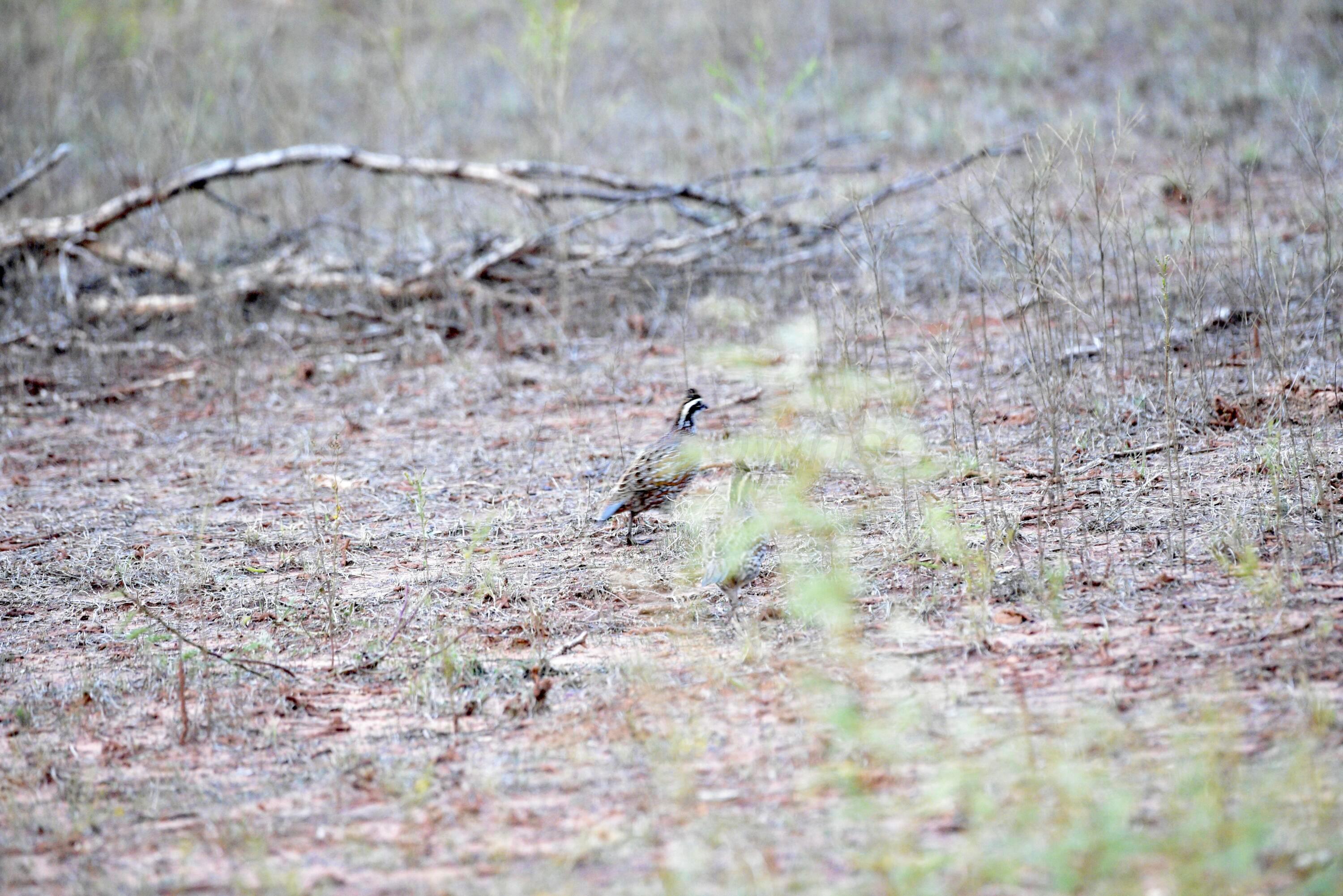 Cr H, Estelline, Texas image 34