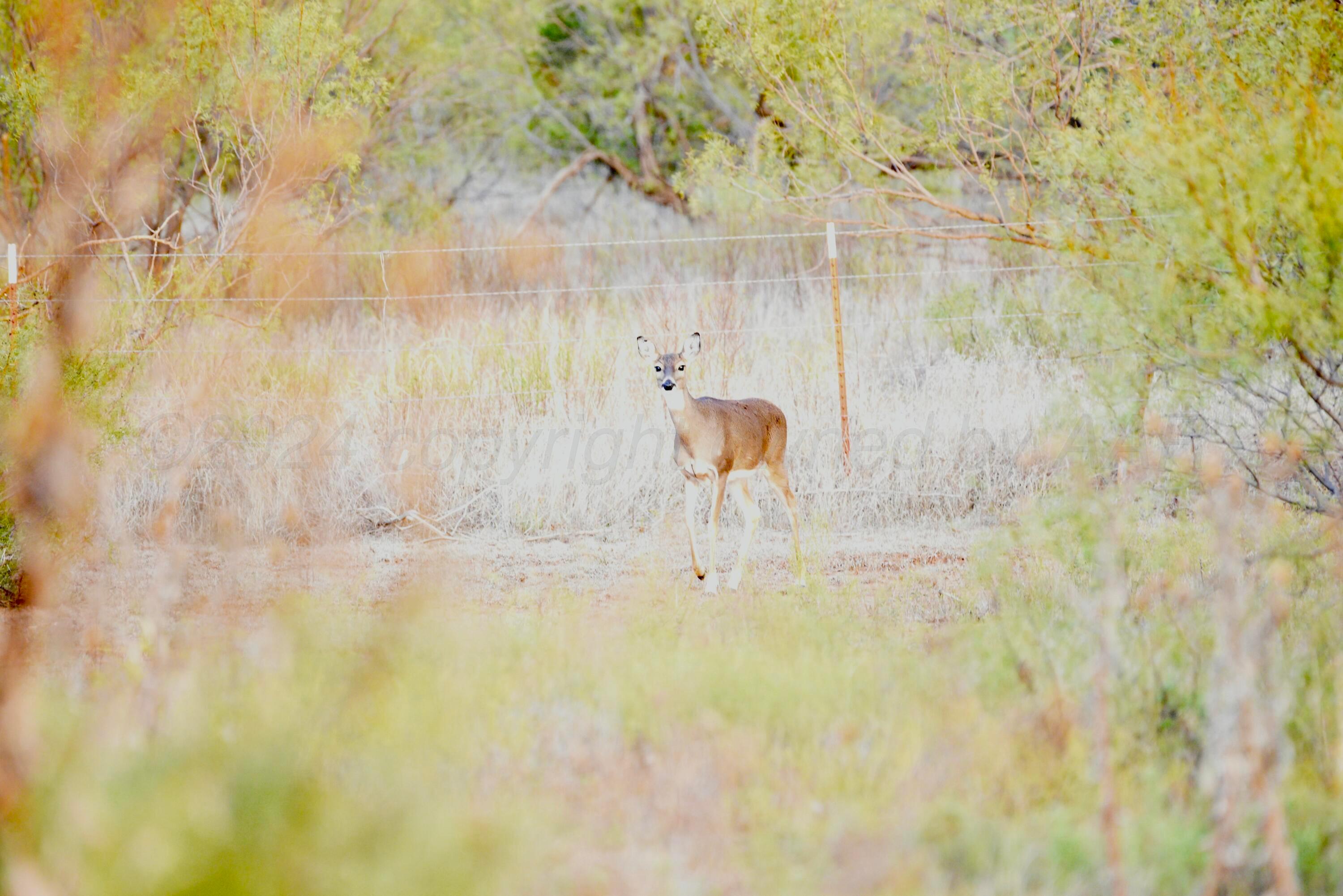 Cr H, Estelline, Texas image 25