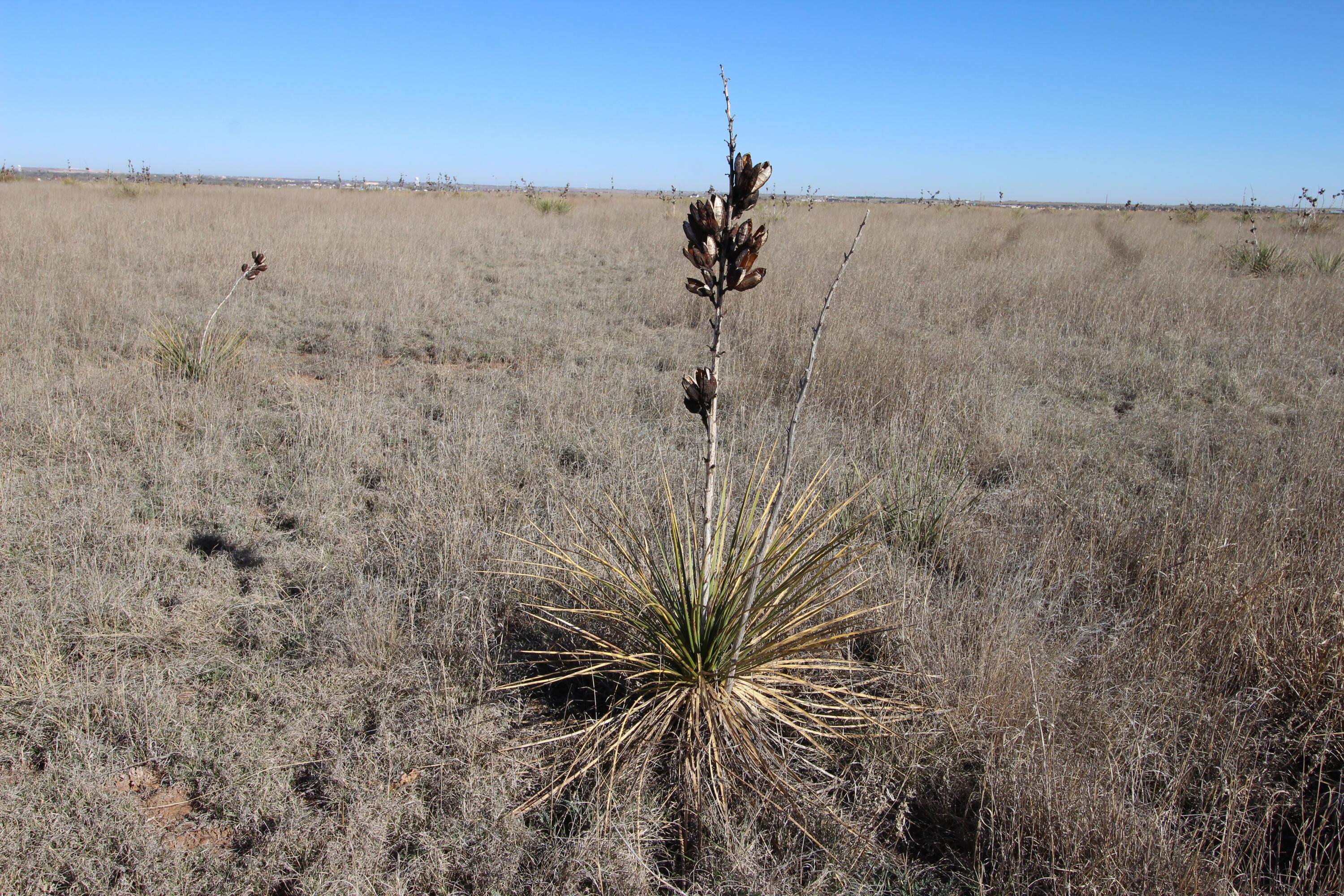 Hix Tract 60, Canyon, Texas image 7