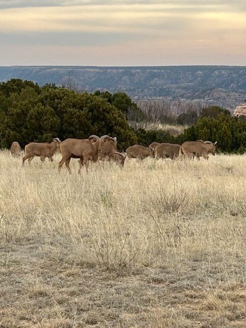 10450 Indian Camp Trail, Canyon, Texas image 4