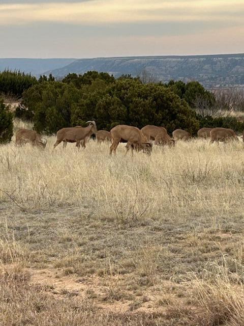 10450 Indian Camp Trail, Canyon, Texas image 8