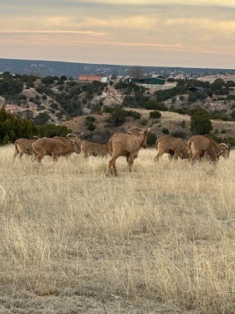 10450 Indian Camp Trail, Canyon, Texas image 10