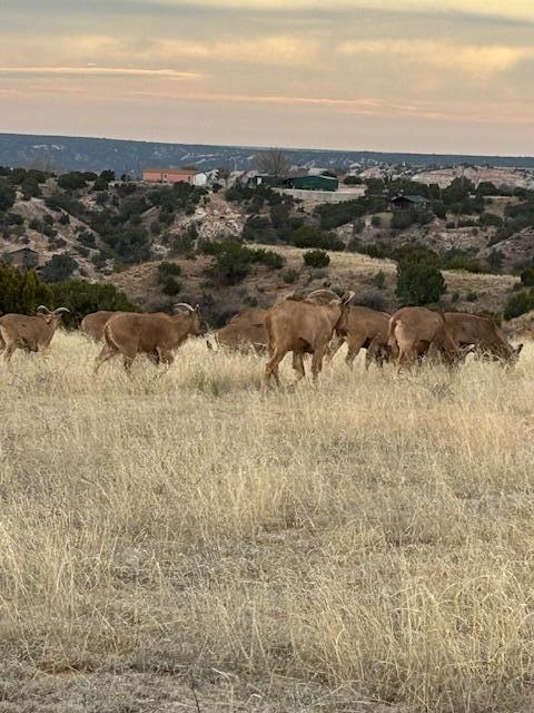 10450 Indian Camp Trail, Canyon, Texas image 11