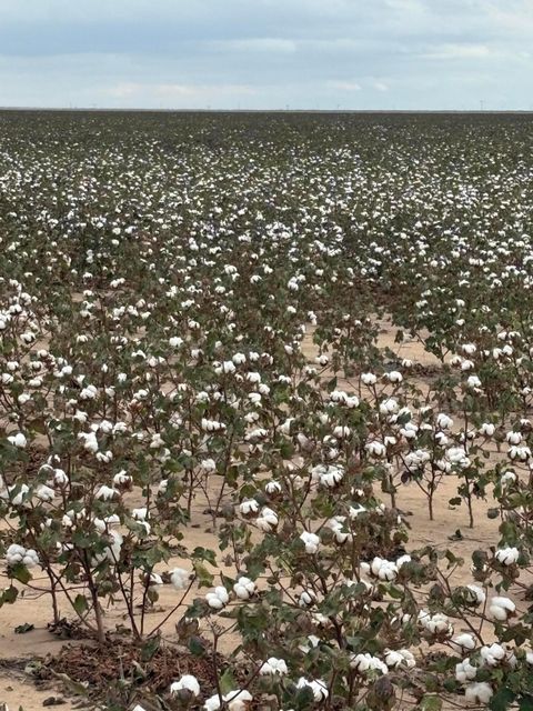 Vacant Land For Sale - S Parsley Road<br/> Canyon, TX 79015