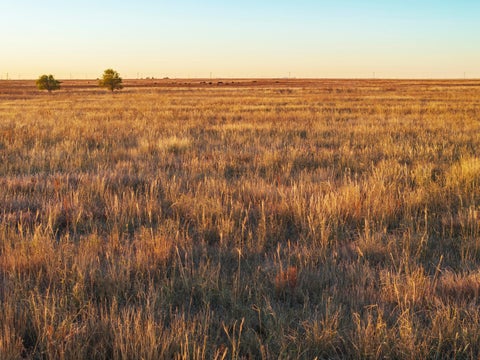 Vacant Land For Sale - Cr 509<br/> Hereford, TX 79045