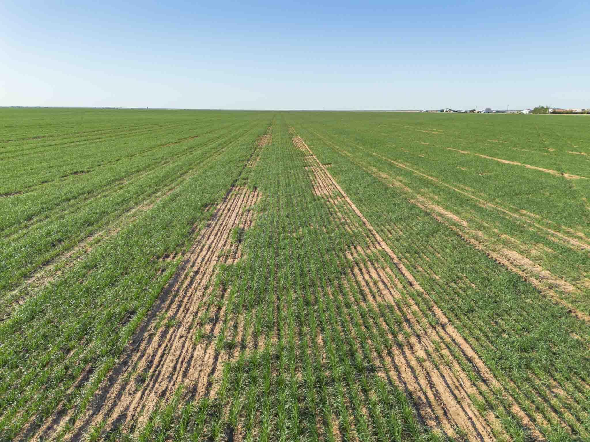 3450 S Friemel 3,474.24 Acres Pullman Road #8, Claude, Idaho image 21