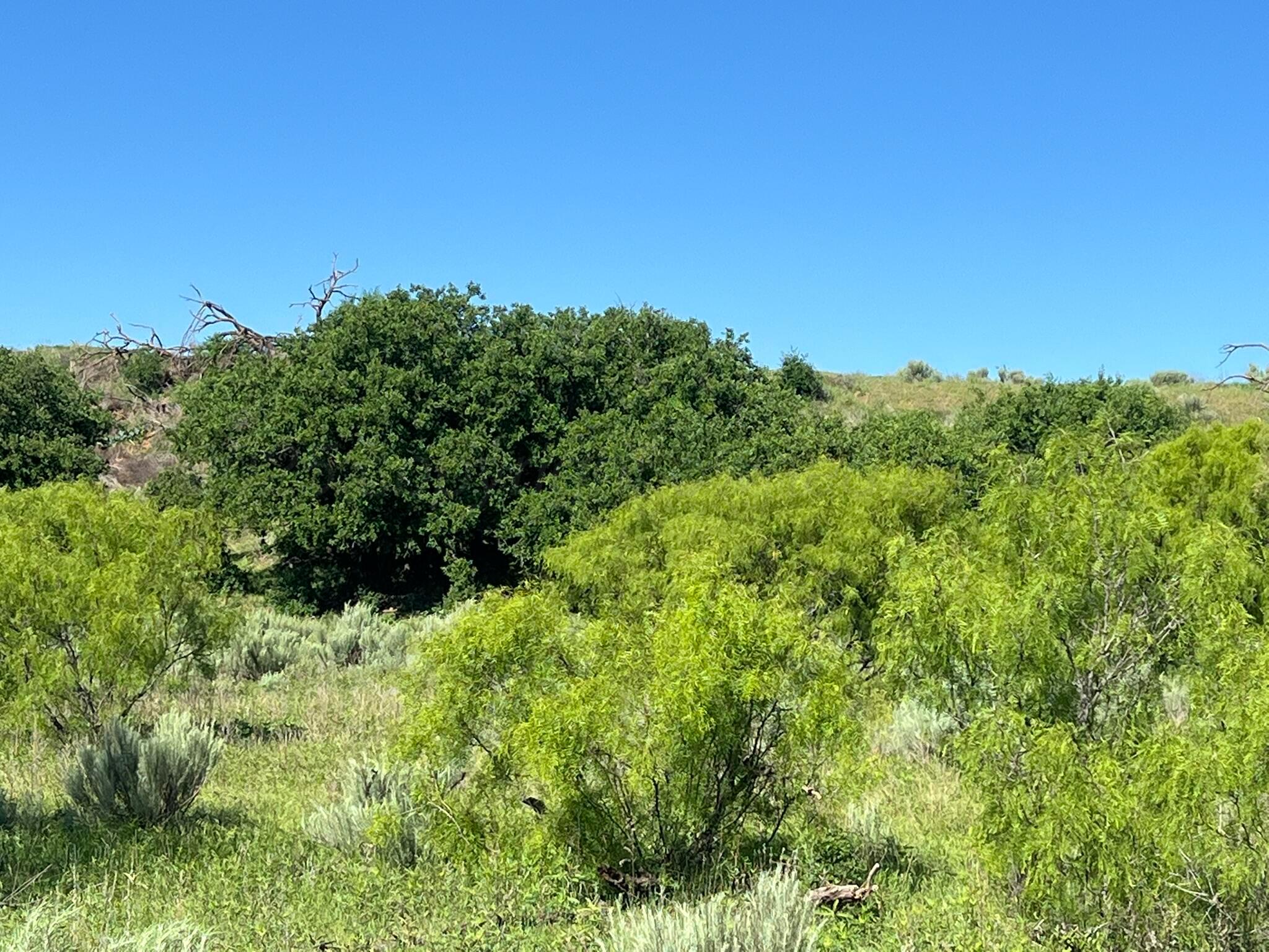 TBD Fm 2472, Lakeview, Texas image 41