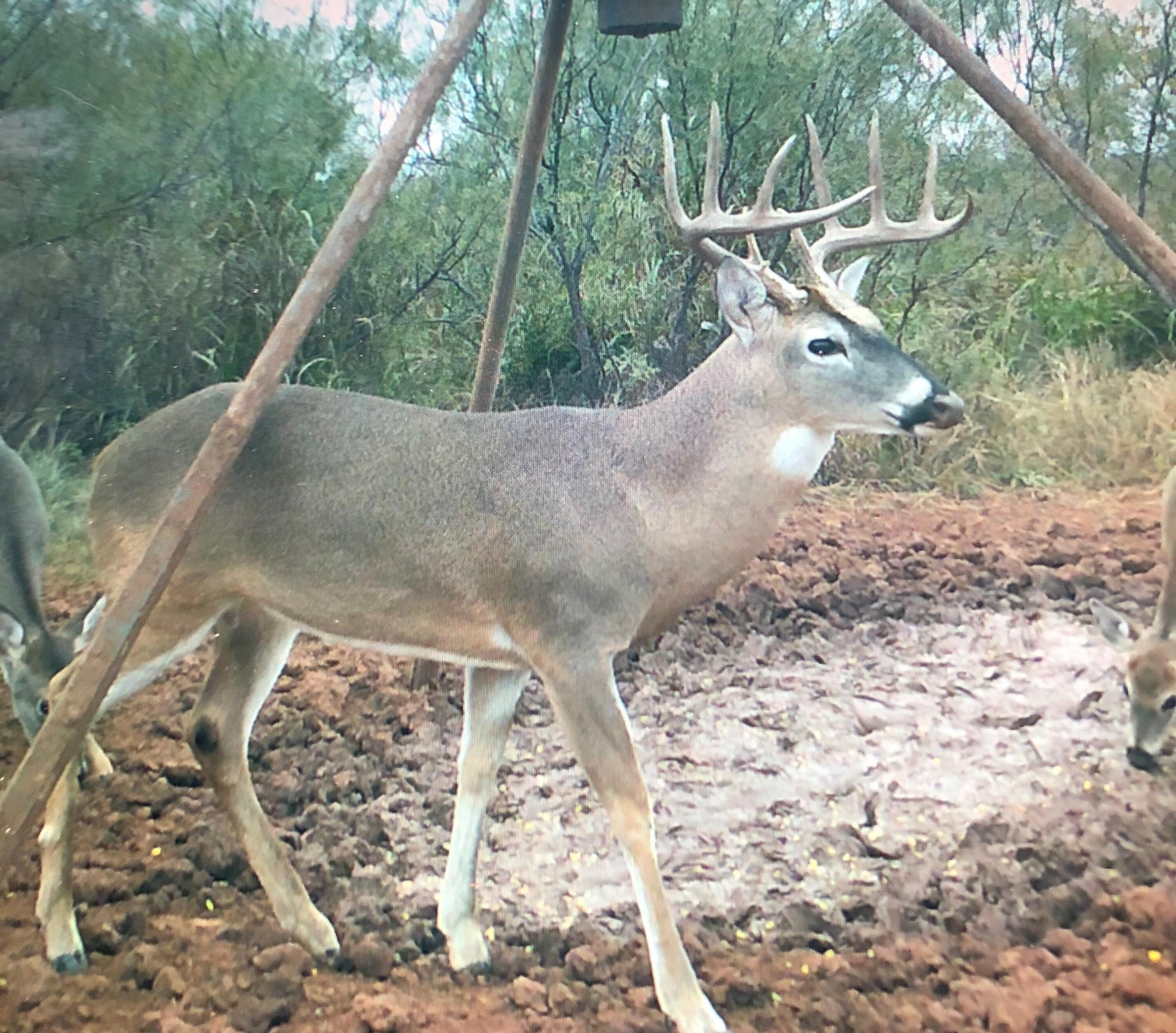 Lake Alan Henry 95 Ranch, Lubbock, Texas image 7