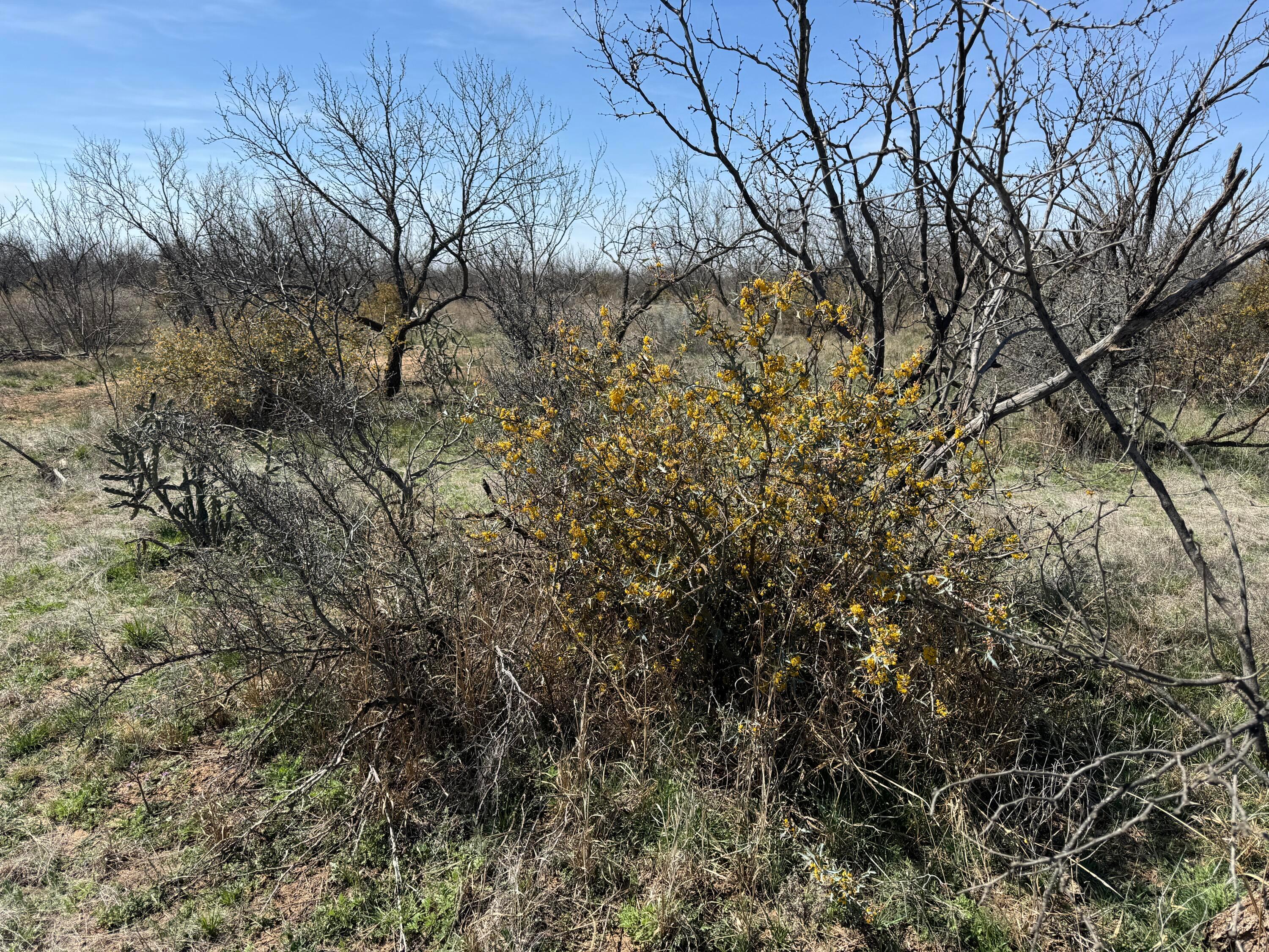 Lake Alan Henry 95 Ranch, Lubbock, Texas image 34