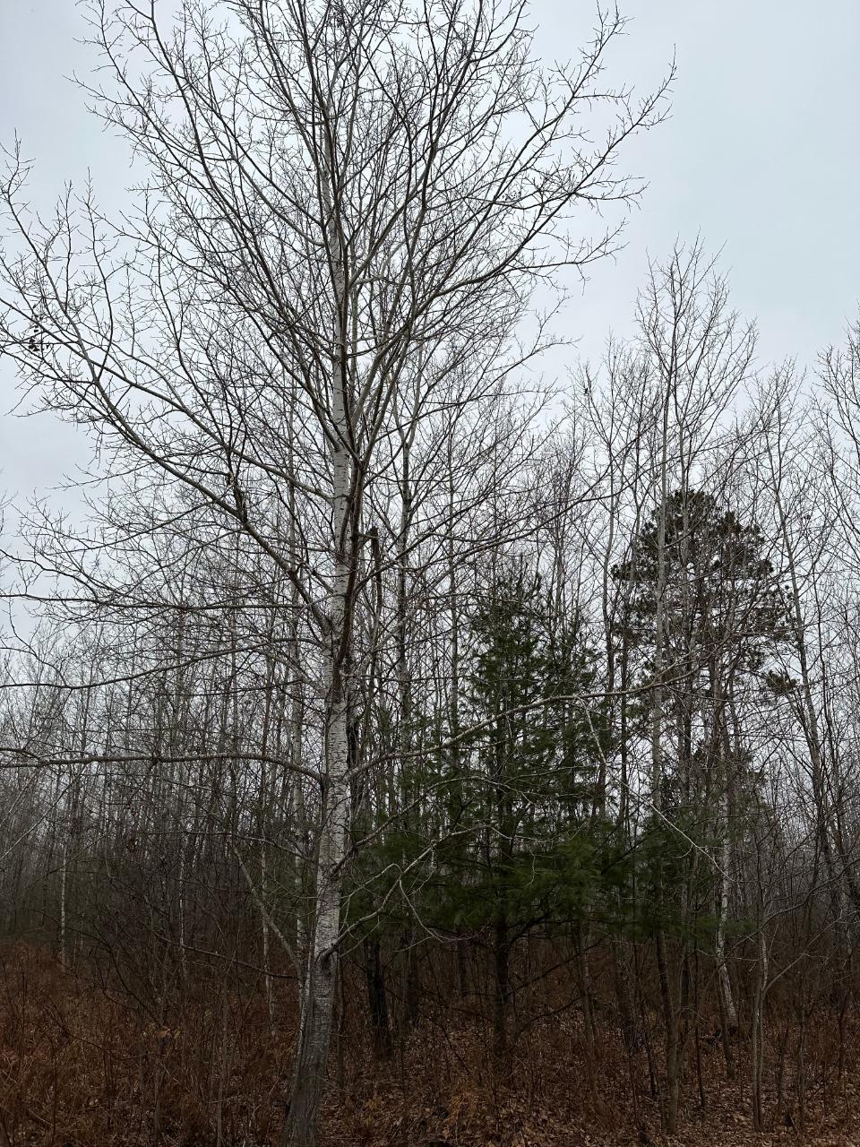 ON BURROWS LAKE RD 4067-E