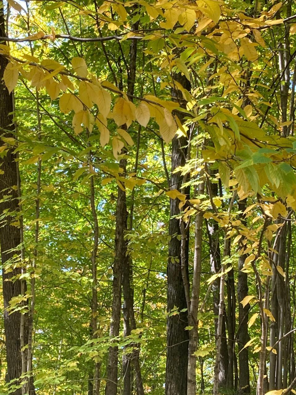 ON HWY 52 Tract 8251