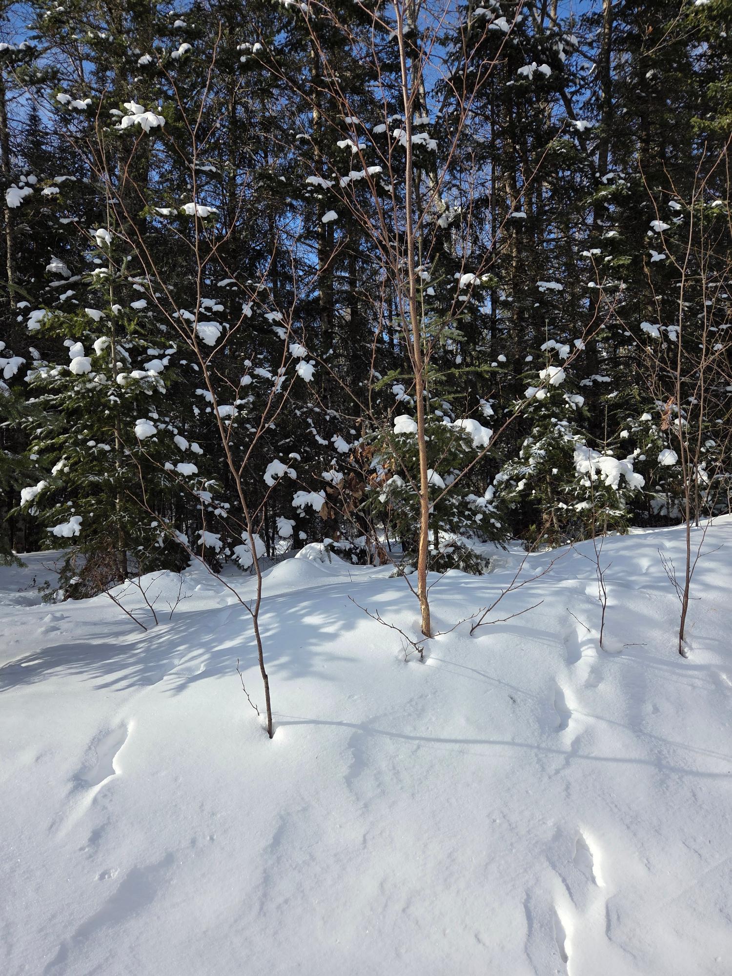 ON NORTHWOODS LN Lot 1