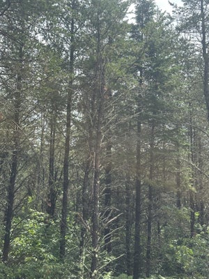 ADDRESS PRIVATE, TOMAHAWK, WI 54487 - Image 1dd922e1986cde5d4c55c6ae3bcdf0db/1291820232