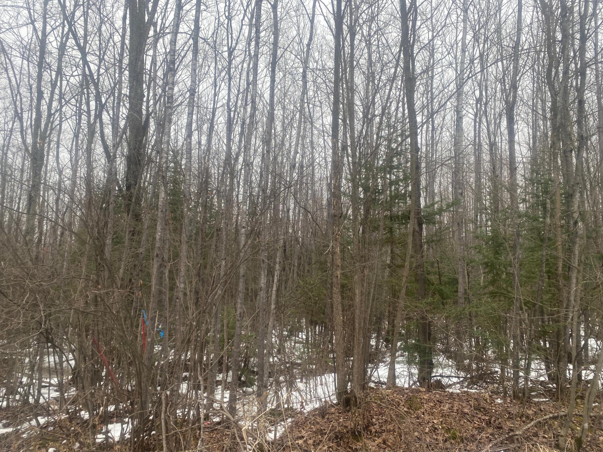 NEAR SPRING BROOK AVE