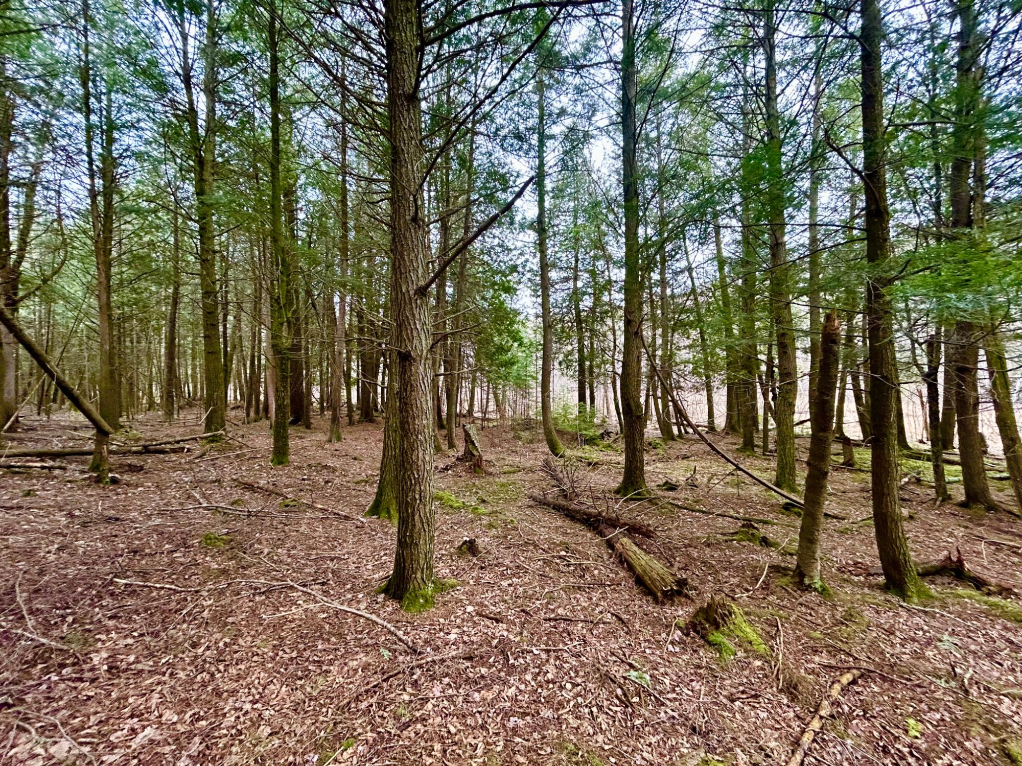 ON BERRY LN 20 ACRES