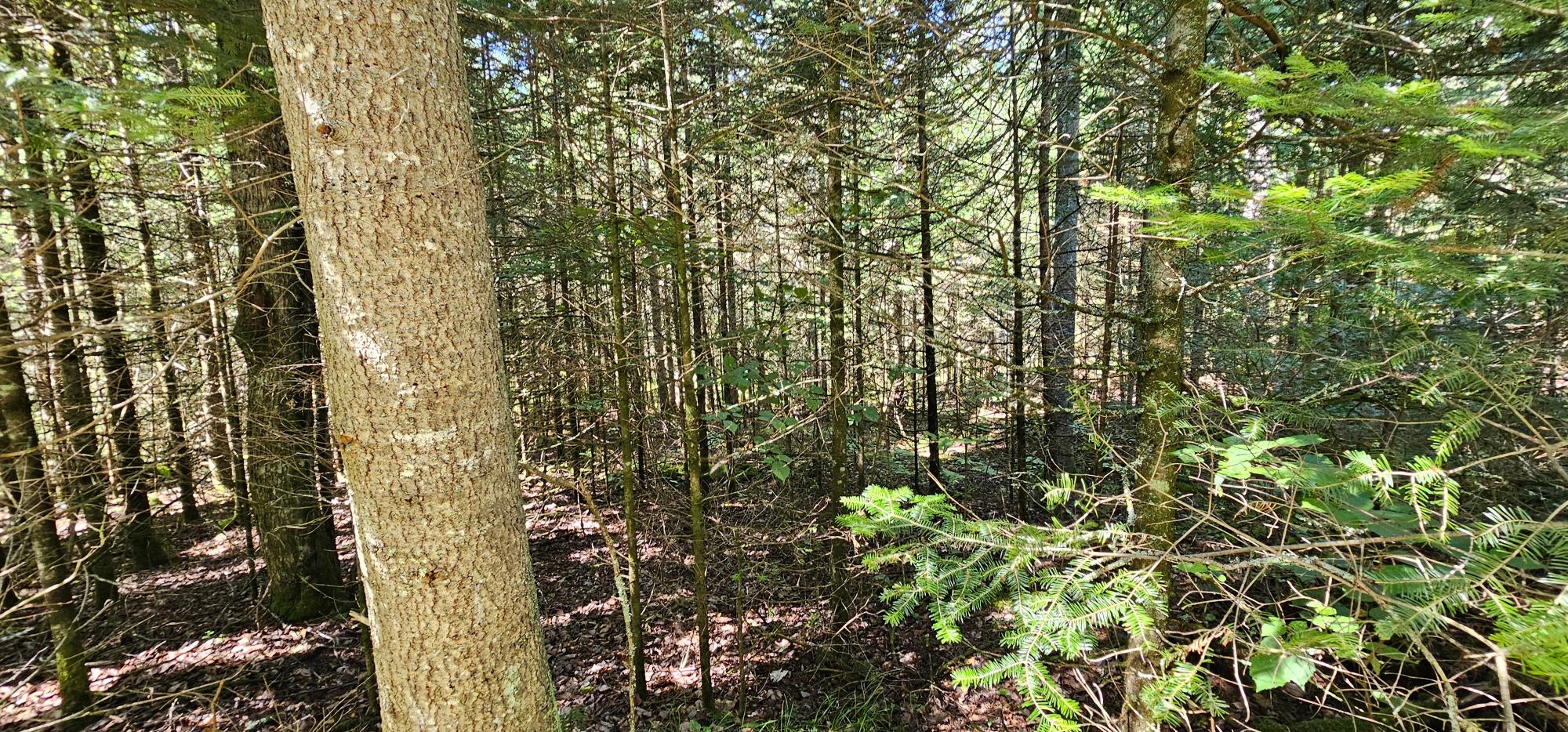 Lot4 off GOLF COURSE DR