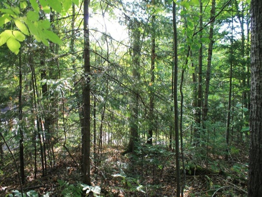 11130 N UPSON LAKE RD, UPSON, WI 54565 - Image 31ae31ac4d99bc1a85fa7beef27b4f72/2634466837