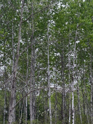 ON KELLY FIRE LN # LOT 4, TOMAHAWK, WI 54487 - Image 4418cfcedd6da08a33cfb84a7f1bb18d/885712332