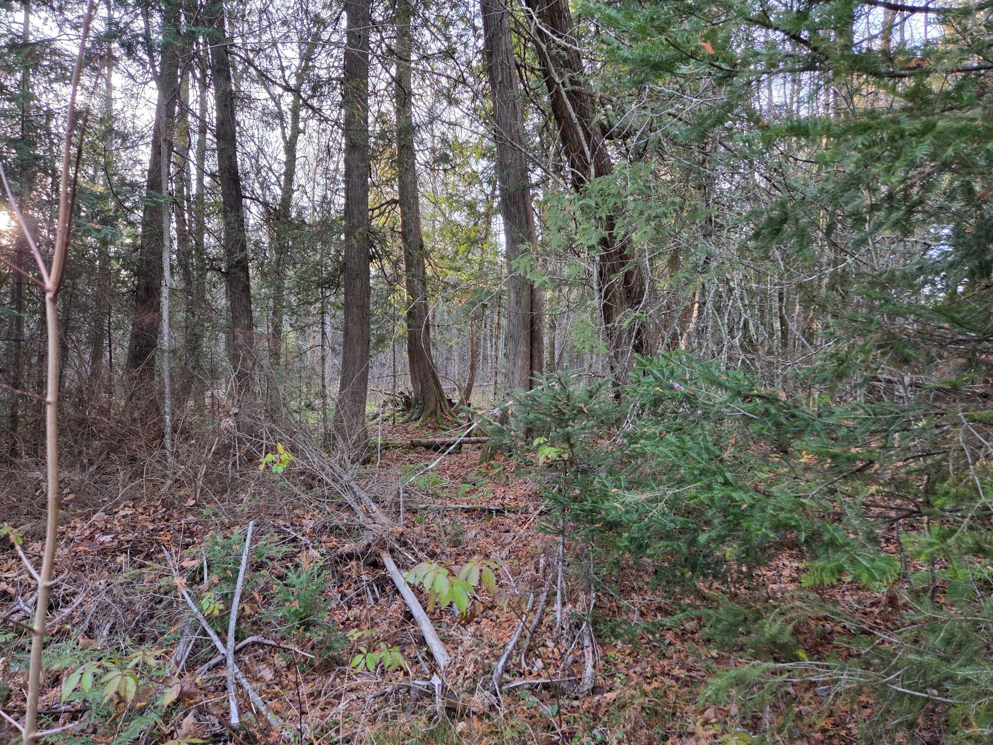 OFF FOREST ROAD 3979 431AC