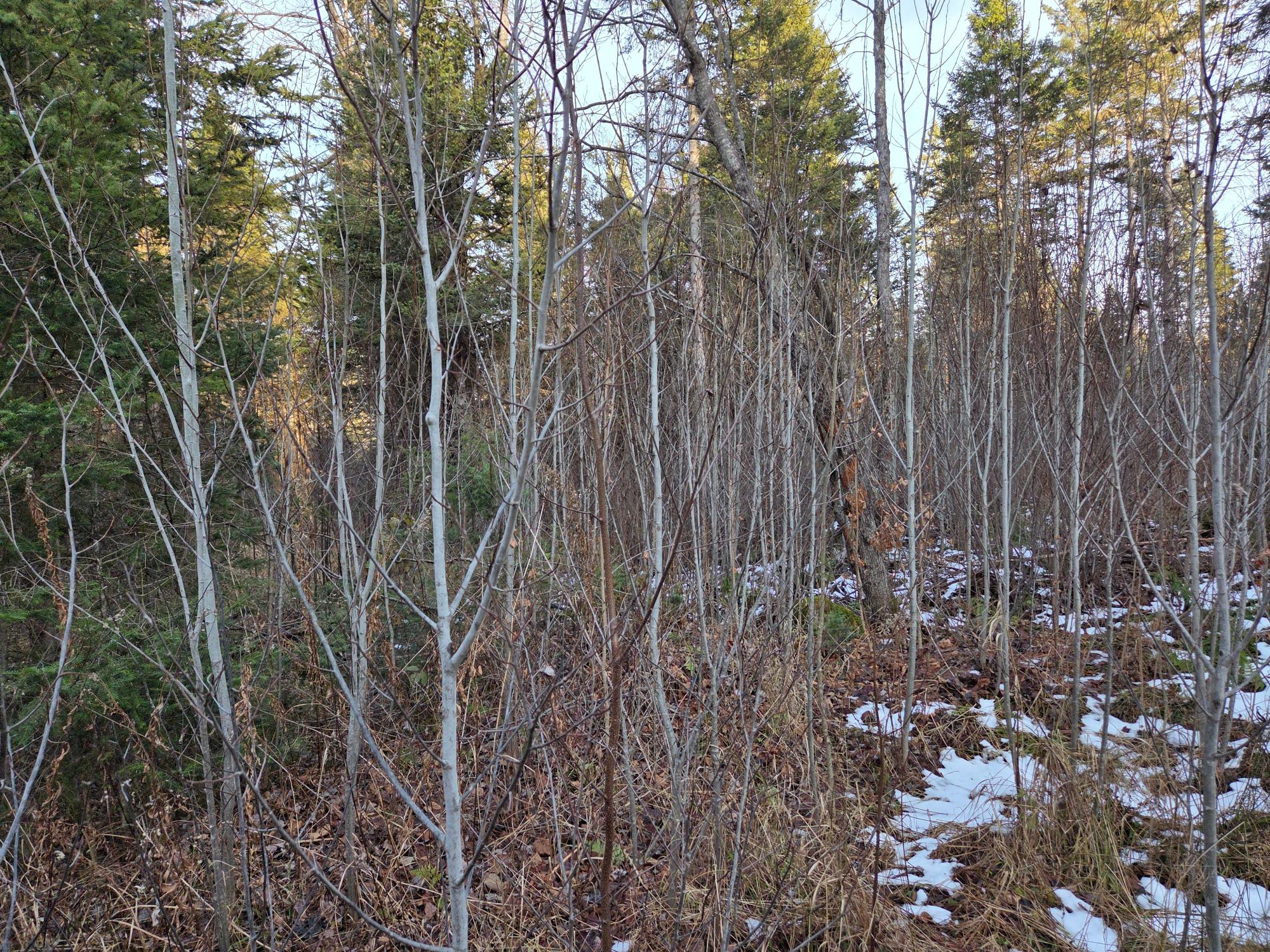 OFF FOREST ROAD 3979 431AC