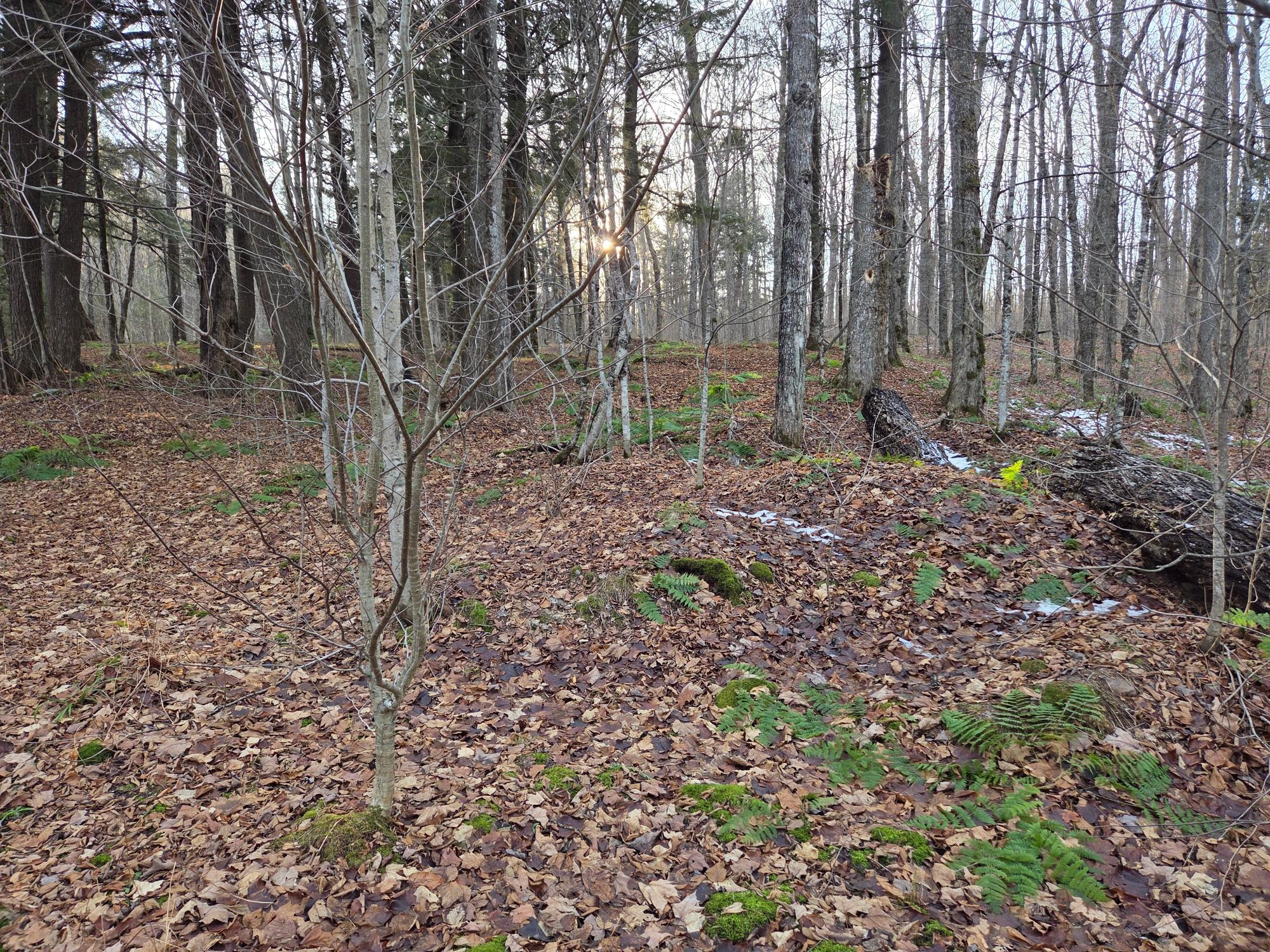 OFF FOREST ROAD 3979 431AC