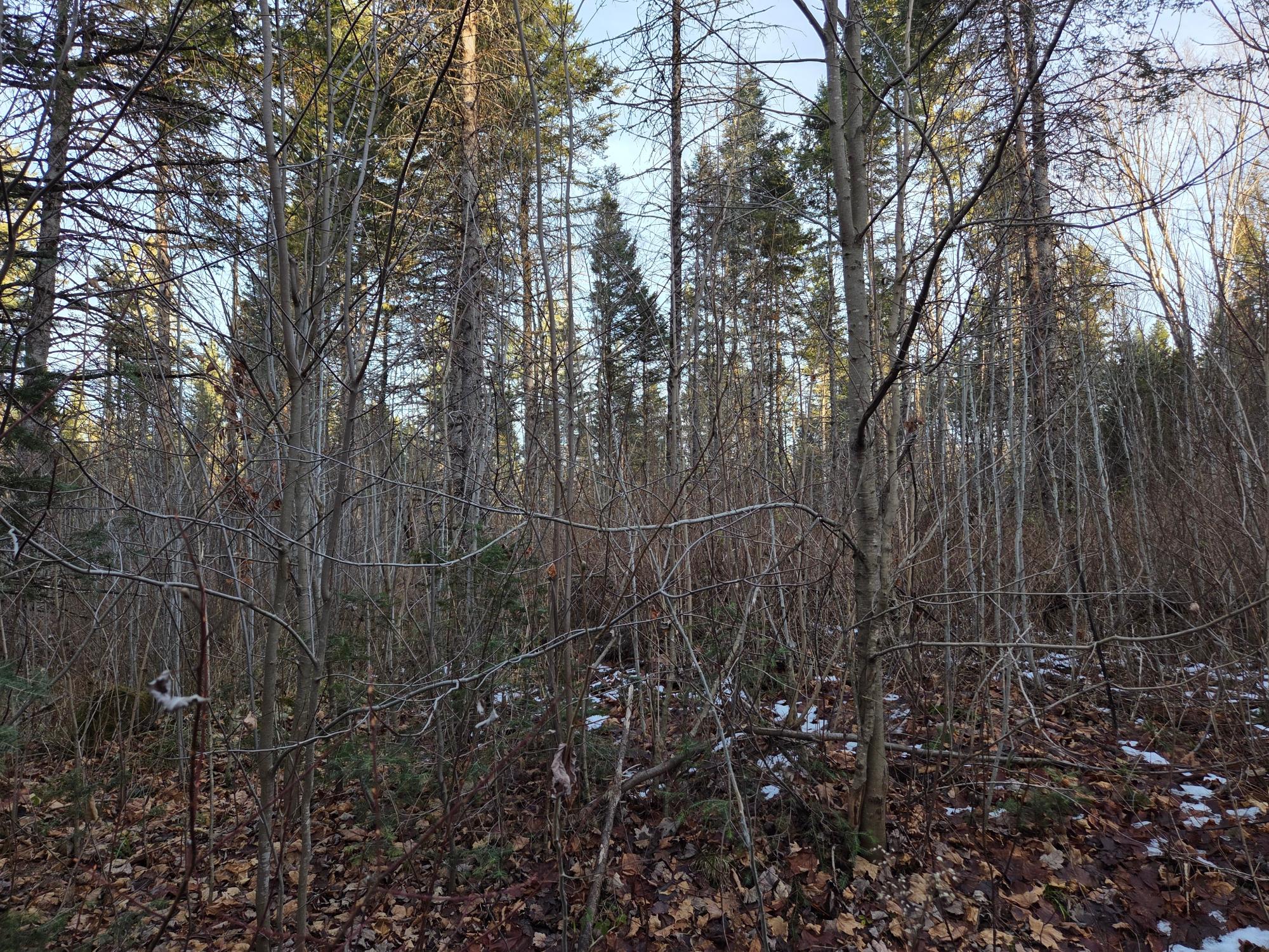 OFF FOREST ROAD 3979 431AC