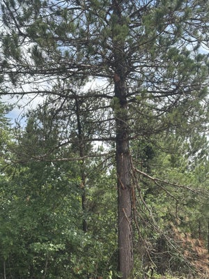 ADDRESS PRIVATE, TOMAHAWK, WI 54487 - Image 49be9a2eccd42a10024908dec7c03ce1/1543312149
