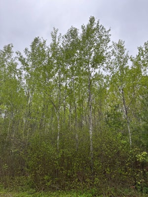 ELTO RD, TOMAHAWK, WI 54487 - Image 4feda2dac5e2d9c9c9700a149bae893b/2562017906