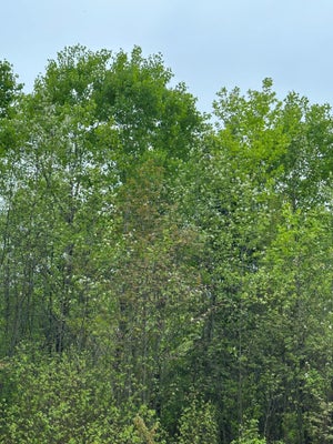 KELLY DAM RD, TOMAHAWK, WI 54487 - Image 60732ce1d5551f76b4d40ea46b73c110/109224515