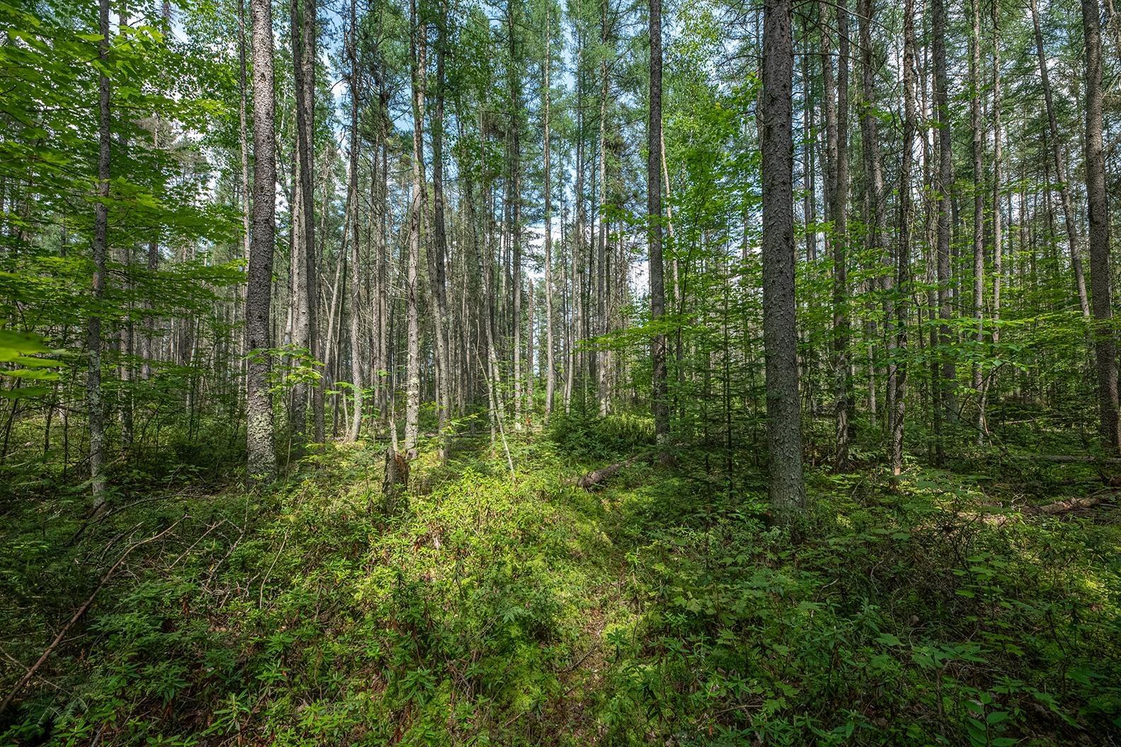 Lot 13 CRANES RD
