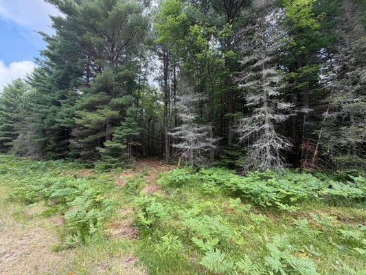 WATERSMEET LAKE RD, EAGLE RIVER, WI 54521 - Image 775a5b1ea69e9ff2f040f652e8de8699/527883852