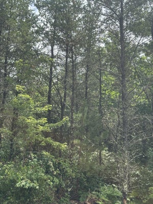 ADDRESS PRIVATE, TOMAHAWK, WI 54487 - Image 7d0cbc8e3f5cf82ead1b98e7542e6248/1940685510