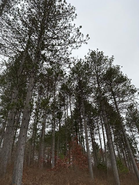 ON WOOD RD 4069-21  WI 54487