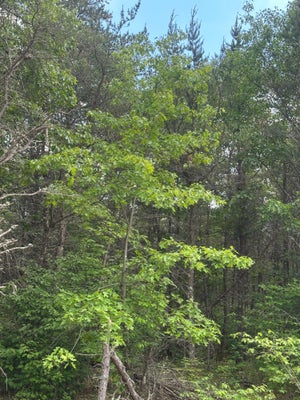 ADDRESS PRIVATE, RHINELANDER, WI 54501 - Image 87fddccca8259136141f7b3f8a0f188f/794577360