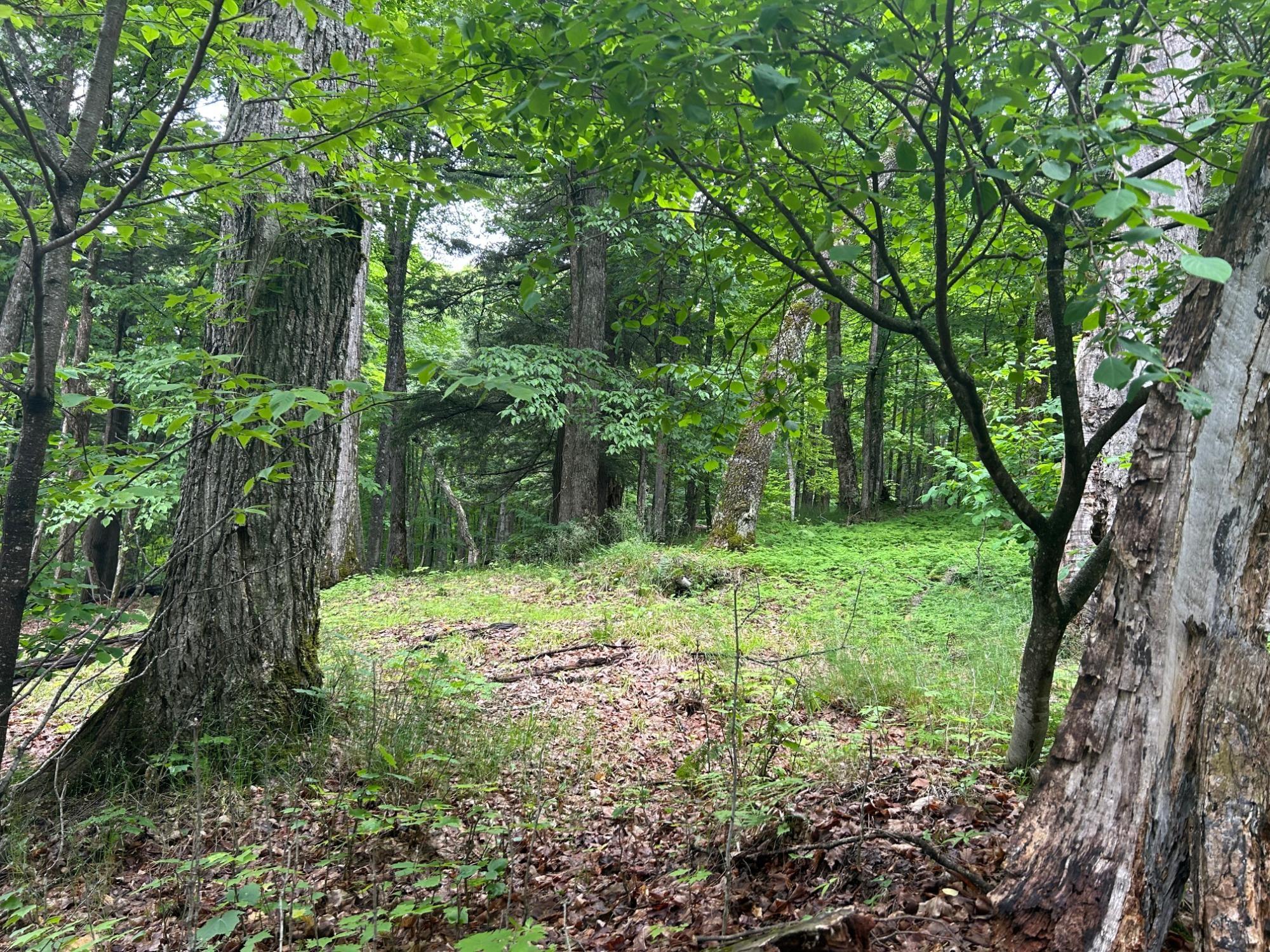 ON SMOKY LAKE RD Lot 4