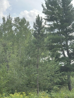 ADDRESS PRIVATE, MINOCQUA, WI 54548 - Image a01164a7a2e4207af666b7d33ddfda0f/2637349964