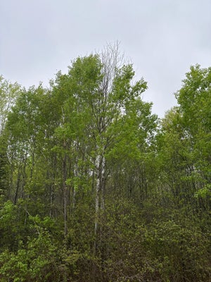 ELTO RD, TOMAHAWK, WI 54487 - Image a82f6d9b13568fcdf2f261b7dac7f963/3142500007